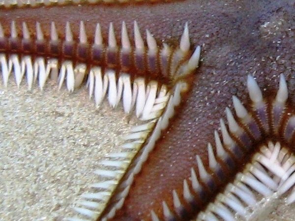 Astropecten platyacanthus (Philippi, 1837)